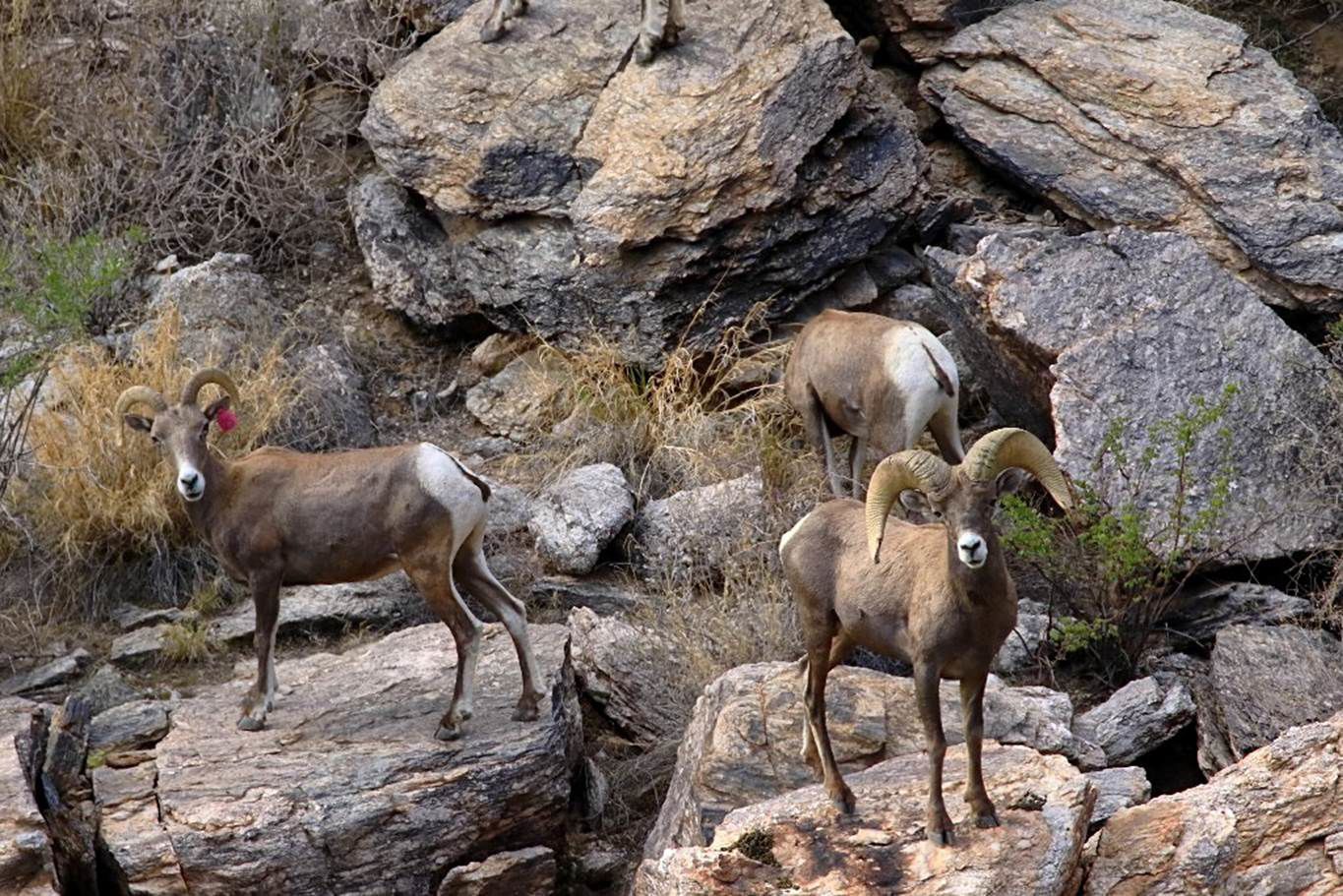 Bighorn sheep